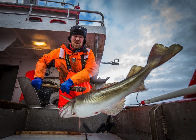 cod fisheries Lofoten